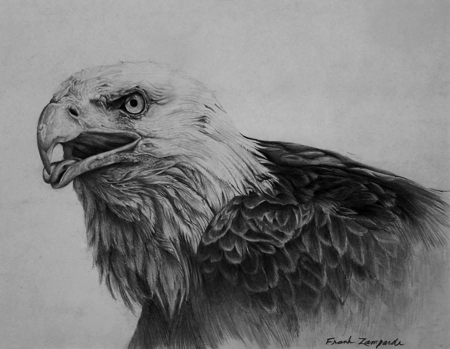 Eagles Quest Drawing by Frank Zampardi - Fine Art America