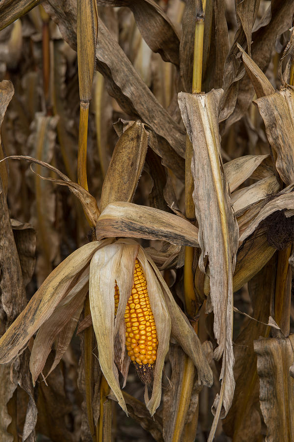 Ear of corn #1 Photograph by Joye Ardyn Durham