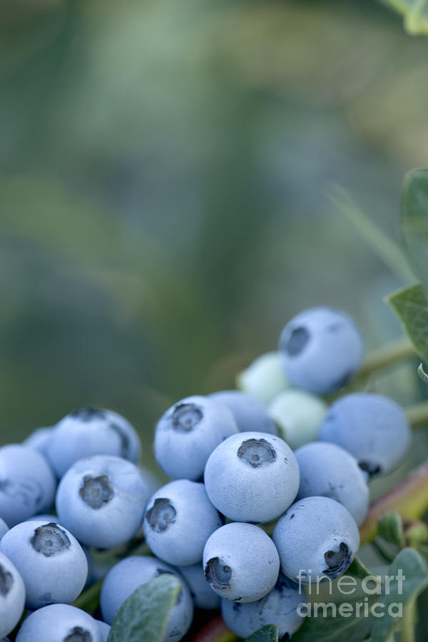Early Blue Blueberries #1 Photograph by Inga Spence