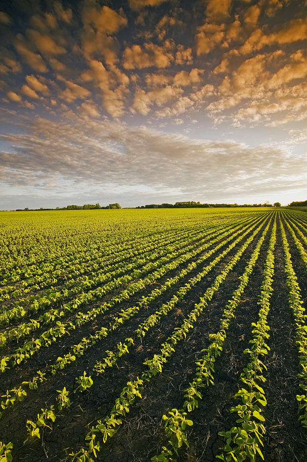 Landscape Photograph - Early Growth Soybean Field #1 by Dave Reede