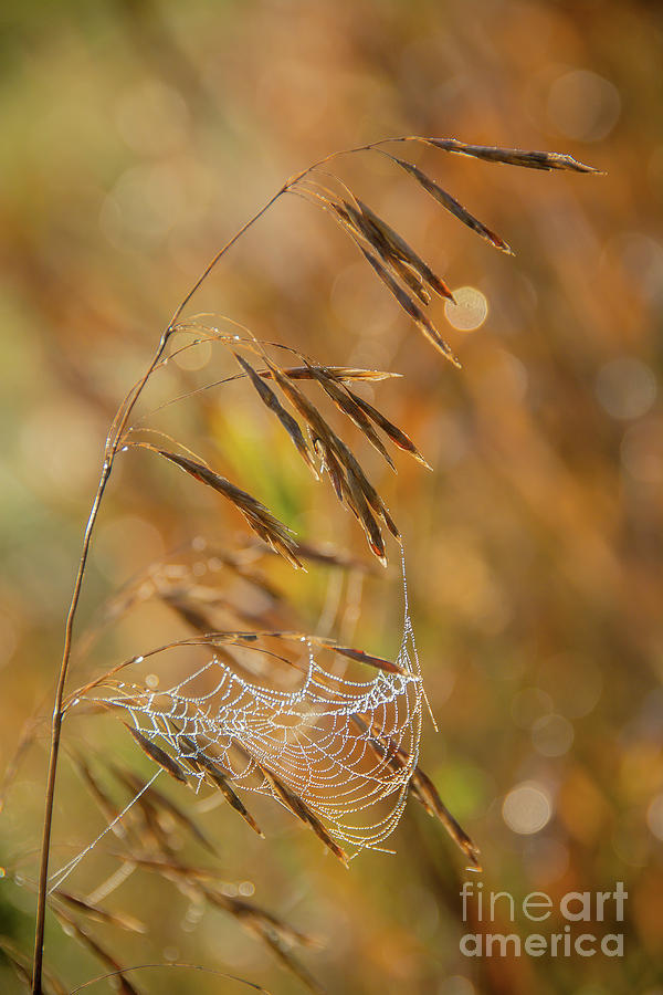 Early Morning Spider Web #1 Photograph by Cheryl Baxter