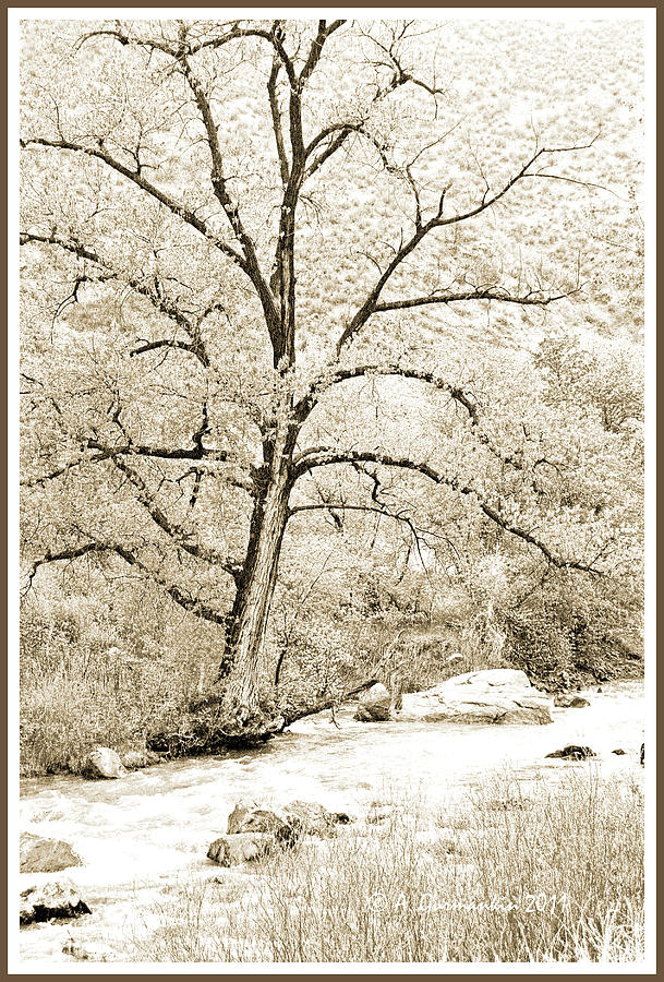 Early Spring Boulder Creek Colorado #1 Photograph by A Macarthur Gurmankin