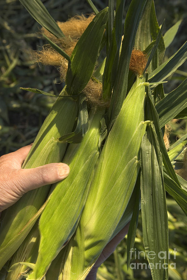 Farm Photograph - Ears Of Corn #1 by Inga Spence