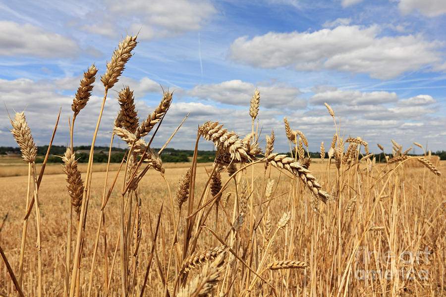 Ears of Wheat #2 Photograph by Julia Gavin