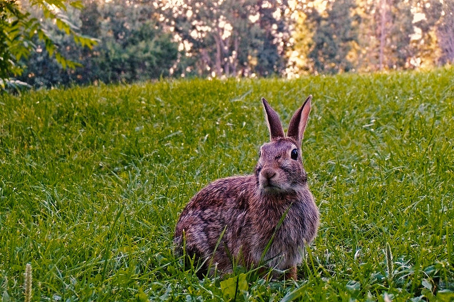 Rabbit Photograph - Earth Day #1 by Asbed Iskedjian