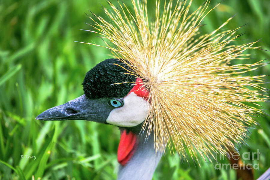 East African Crowned Crane #5 Photograph by Rene Triay FineArt Photos