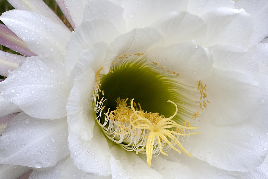 Easter Lily Cactus #1 Photograph by Phyllis Denton