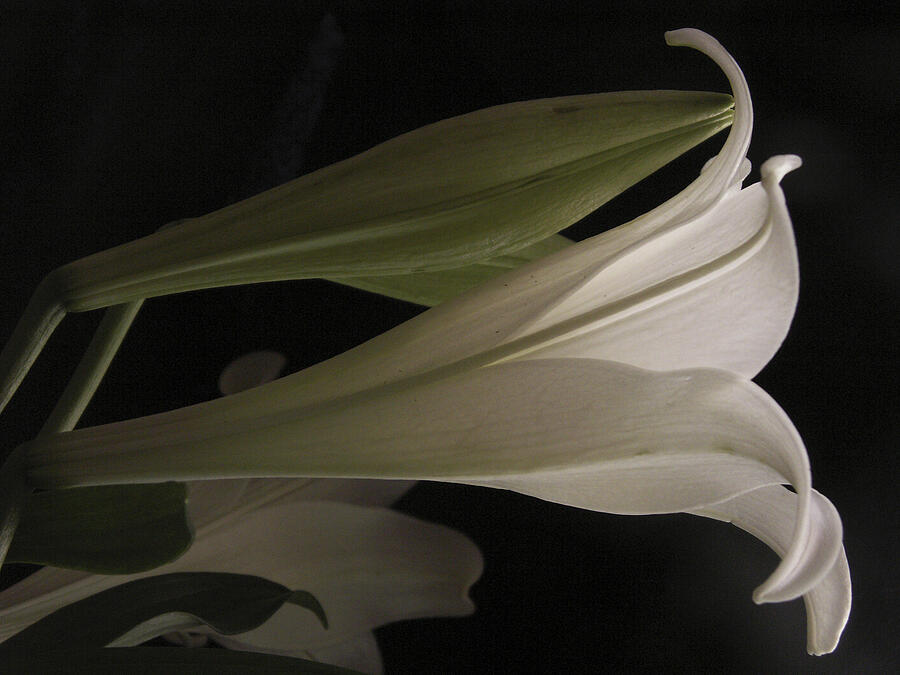 Easter Lily Photograph by Nancy Griswold