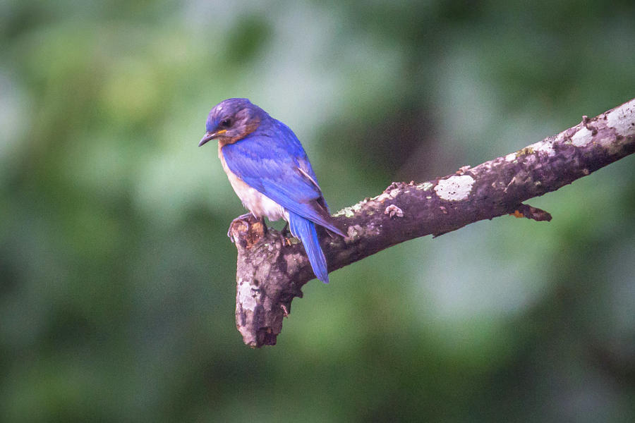 Eastern Blue Bird In The Wild #1 Photograph by Alex Grichenko