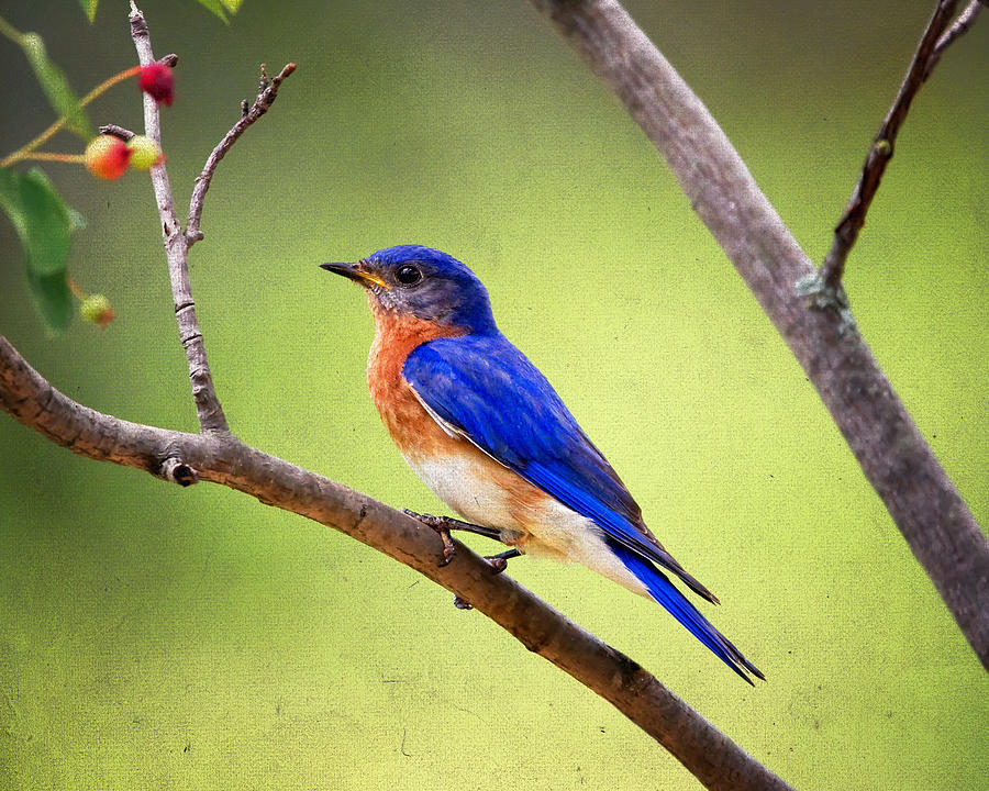 Bird Photograph - Eastern Bluebird by Al  Mueller