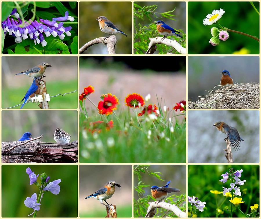 Eastern Bluebird Collage Photograph by Betty Berard - Fine Art America