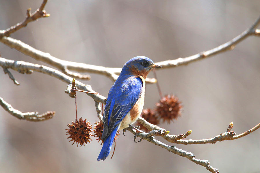 Eastern Bluebird #1 Photograph by Living Color Photography Lorraine Lynch