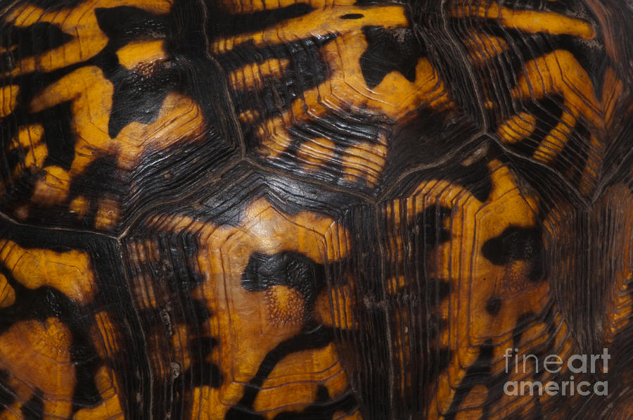 Eastern Box Turtle, Shell Pattern #1 Photograph by Scott Camazine