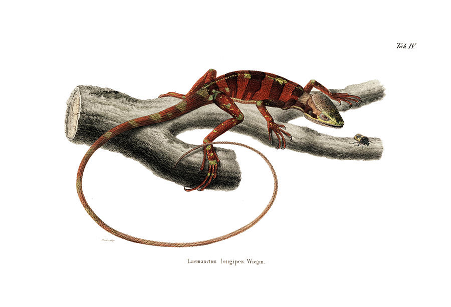 Eastern Casquehead Iguana, Laemanctus longipes #1 Drawing by Carl Wilhelm Pohlke