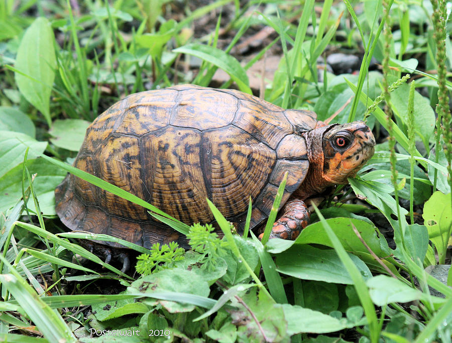 Eastern Female Box Turtle Photograph by Carolyn Postelwait - Pixels