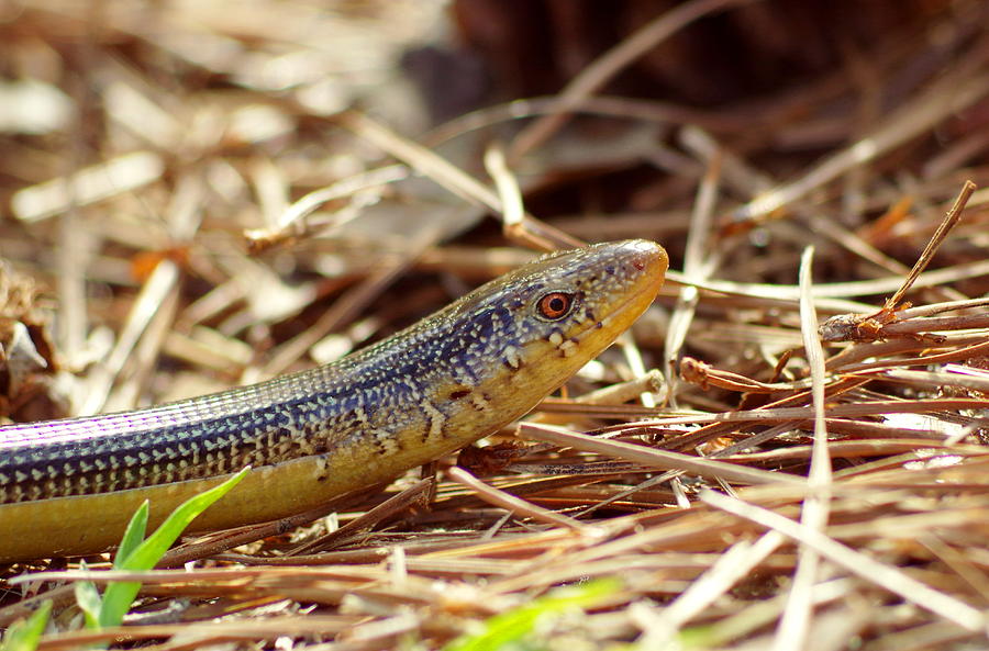 Eastern Glass Lizard 2 Photograph by Aaron Rushin - Fine Art America