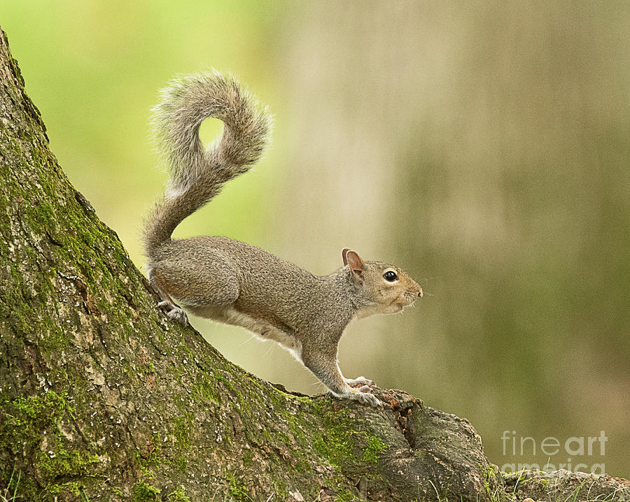 Nature Photograph - Eastern Gray Squirrel #1 by Dennis Hammer