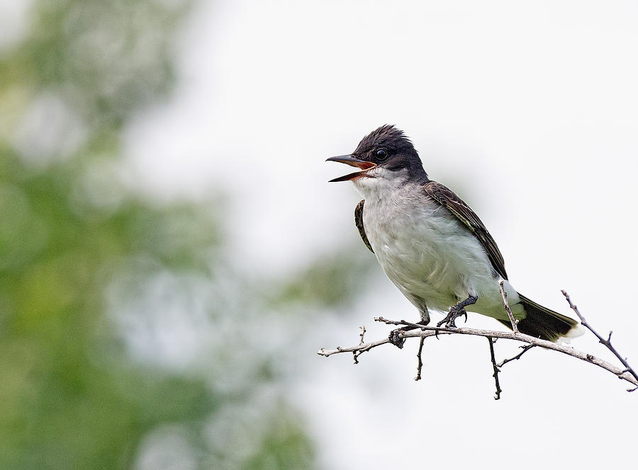 Eastern Kingbird #1 Photograph by Jim Zablotny