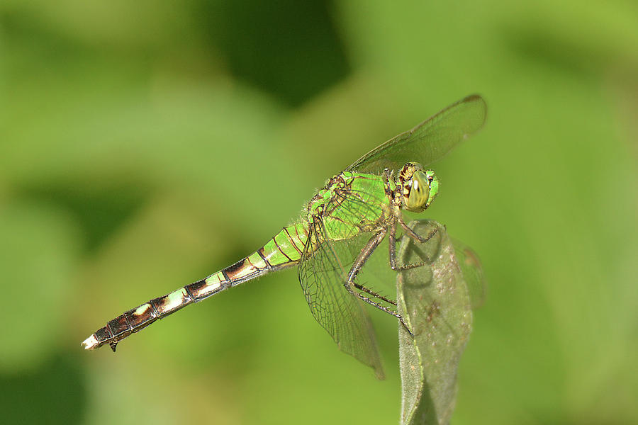 Eastern Pond Hawk Dragonfly #1 Photograph by Alan Lenk