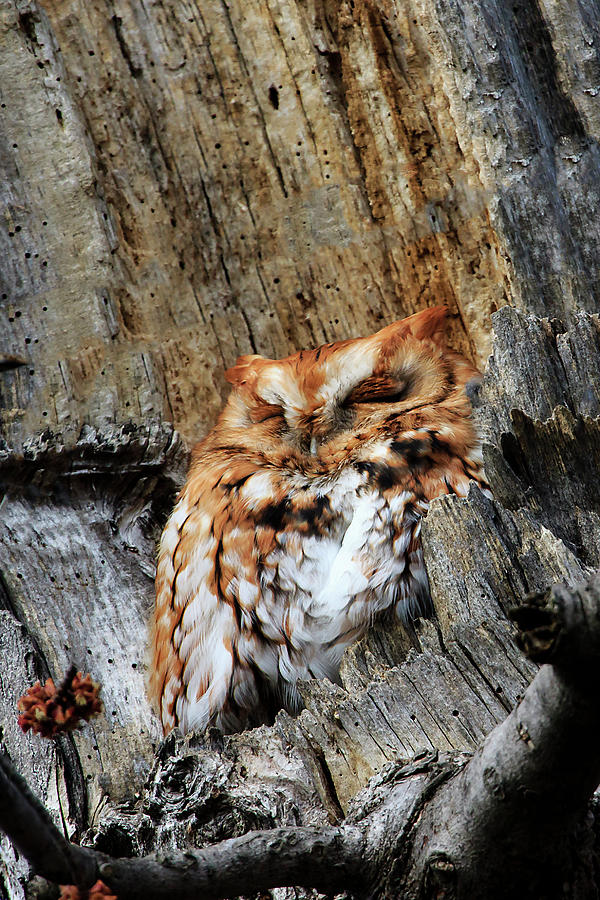 Eastern Screech Owl Red Morph #1 Photograph by Gary Hall