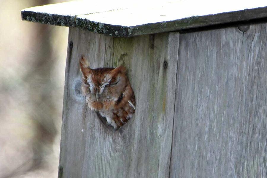 Eastern Screech Owl Red Morph Photograph by Jennifer Reynolds - Fine ...