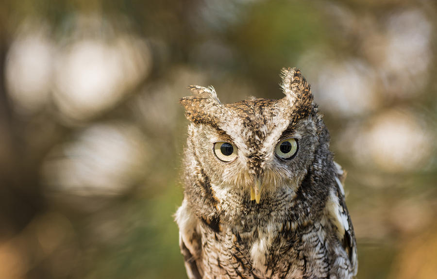 Eastern Screech Owl  #1 Photograph by Tracy Winter