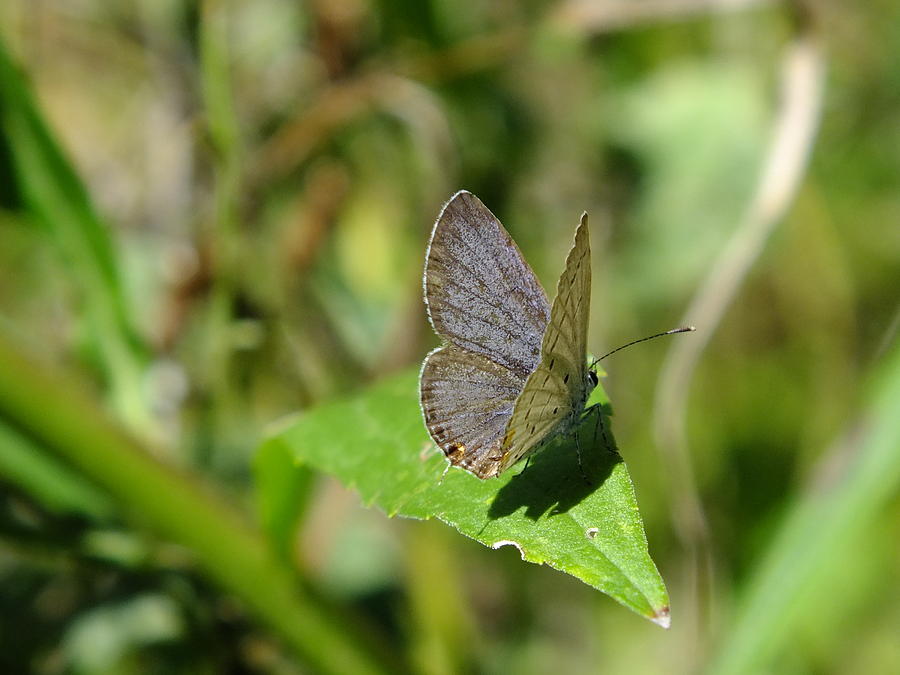 Eastern Tailed Blue Butterfly Photograph by Peggy King