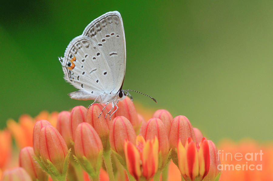 Eastern Tailed Blue on Butterfly Weed by Katie Joya Eastern Tailed Blue on Butterfly Weed by Katie Joya