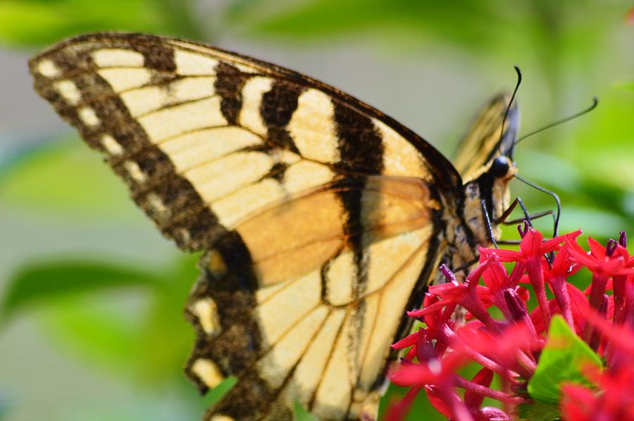 Eastern Tiger Swallowtail 2 #1 Photograph by Warren Thompson