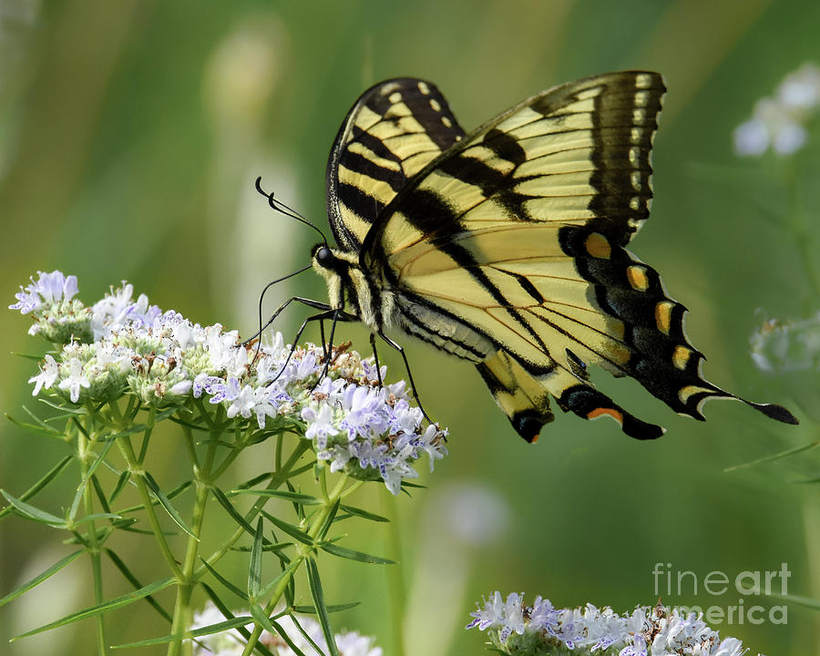 Eastern Tiger Swallowtail Photograph by Amy Porter Eastern Tiger Swallowtail Photograph by Amy Porter