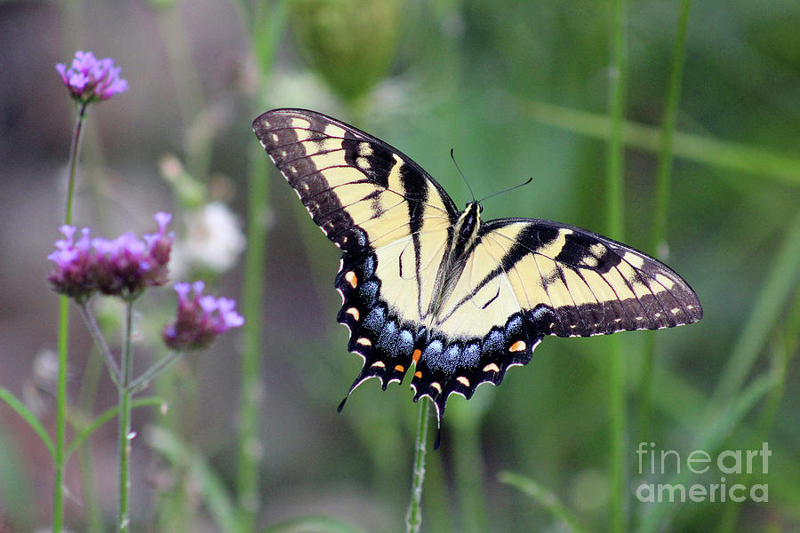 Eastern Tiger Swallowtail Butterfly in Meadow #2 Photograph by Karen Adams
