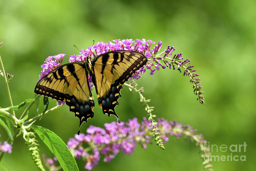 Eastern tiger swallowtail butterfly #1 Photograph by Sam Rino