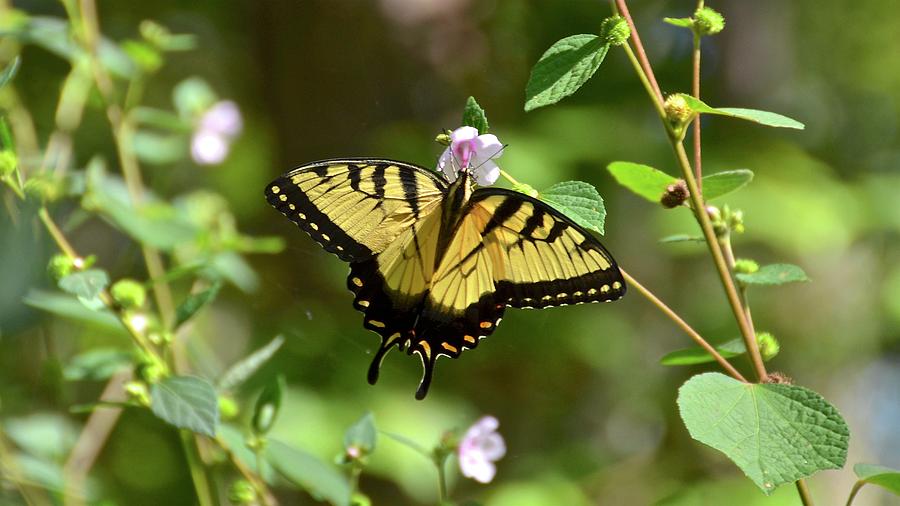 Eastern Tiger Swallowtail #1 Photograph by Carol Bradley