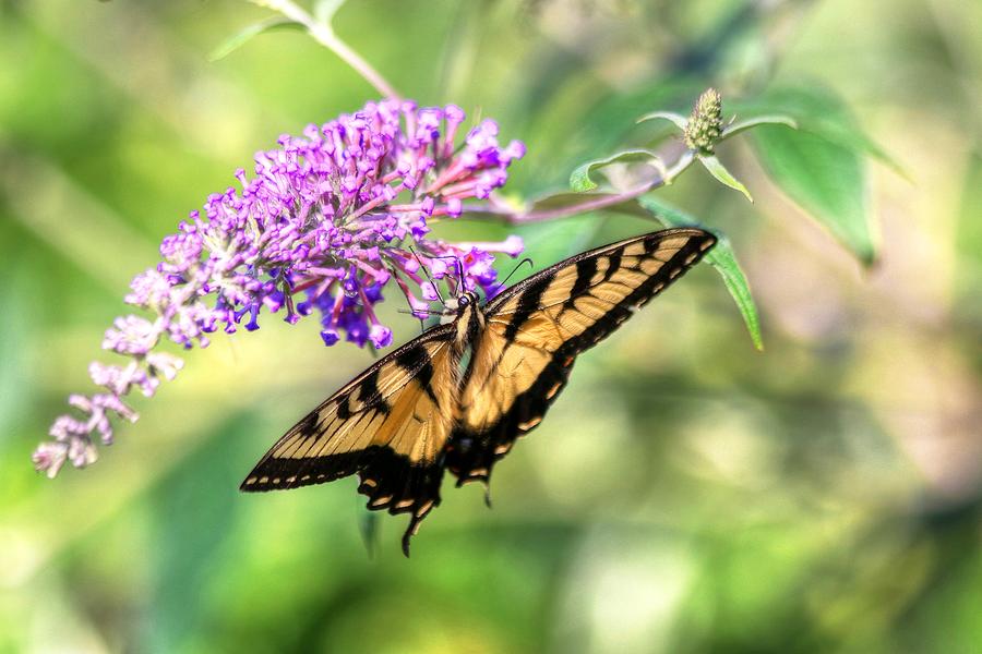 Eastern Tiger Swallowtail #1 Photograph by Carol Montoya