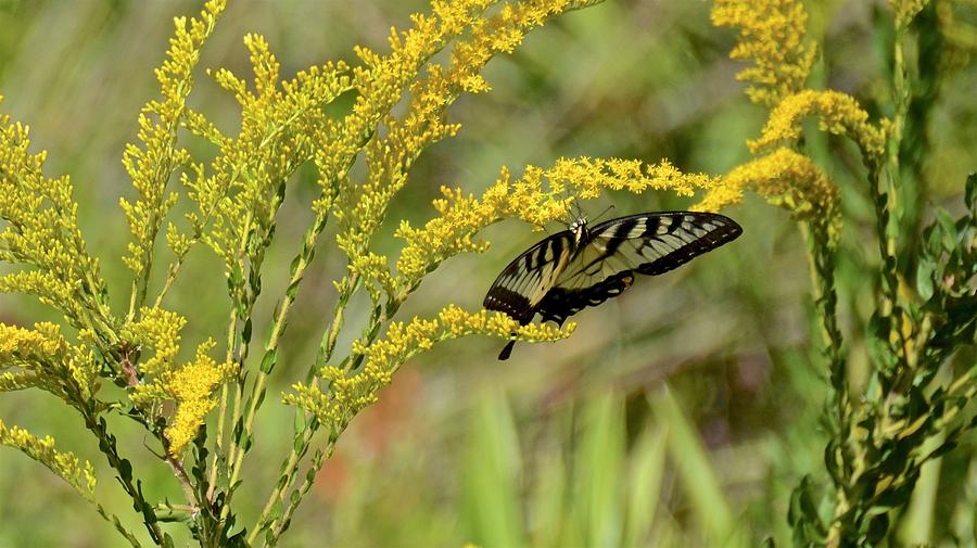 Eastern Tiger Swallowtail on Goldenrod #1 Photograph by Carol Bradley