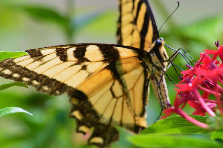 Eastern Tiger Swallowtail #2 Photograph by Warren Thompson