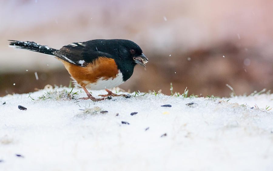Eastern Towhee #1 Photograph by Melinda Fawver