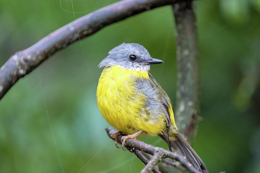 Eastern Yellow Robin Photograph by Catherine Reading