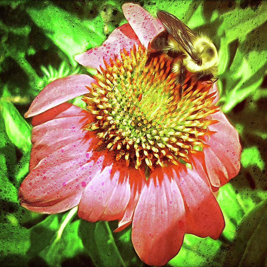 Echinacea And Bee - Grunge #1 Digital Art by Leslie Montgomery