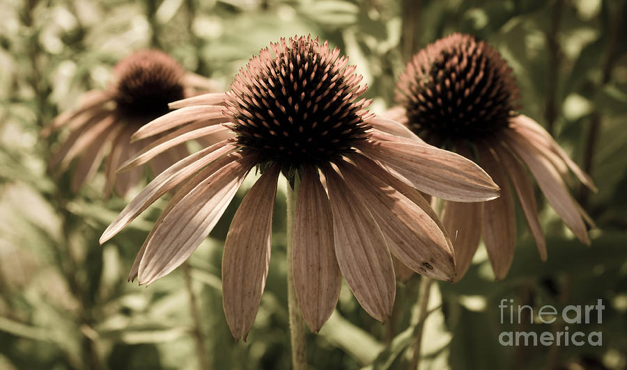 Up Movie Photograph - Echinacea Garden #1 by Andrea Anderegg
