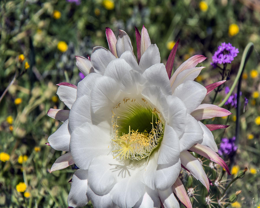 Echinopsis Candicans #1 Photograph by Tam Ryan