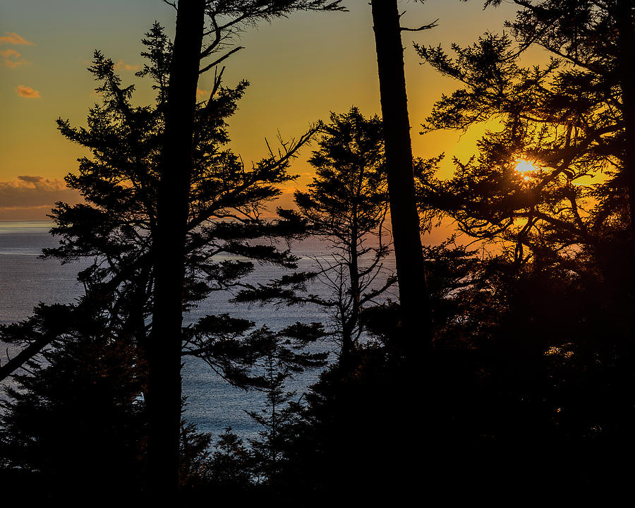 Ecola Spruce Sunset #1 Photograph by Robert Potts