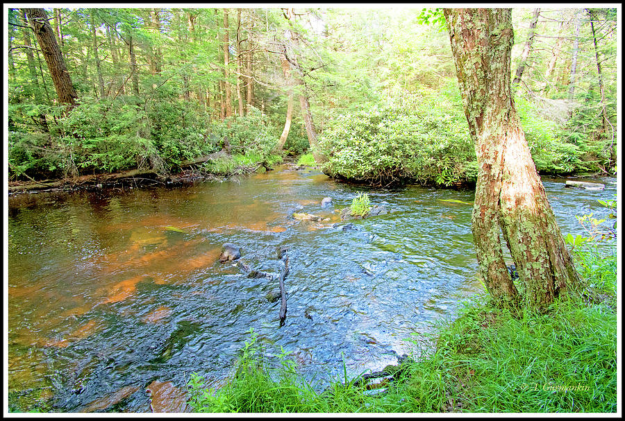 Ecology, Lotic. Stream Ecosystem, Pocono Mountains #1 Photograph by A Macarthur Gurmankin
