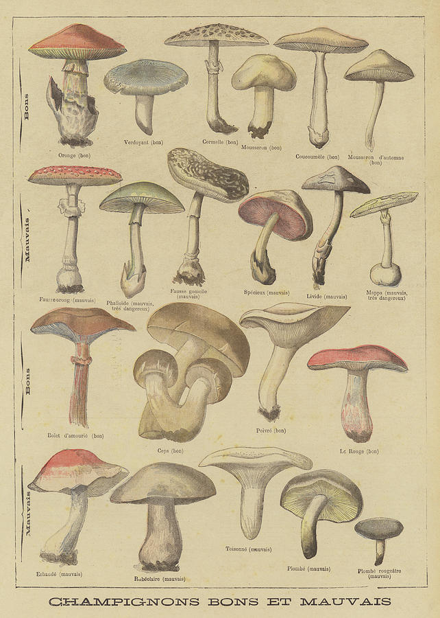 Edible and poisonous mushrooms Drawing by French School