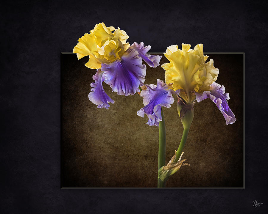 Edith Wolford Bearded Iris #1 Photograph by Endre Balogh