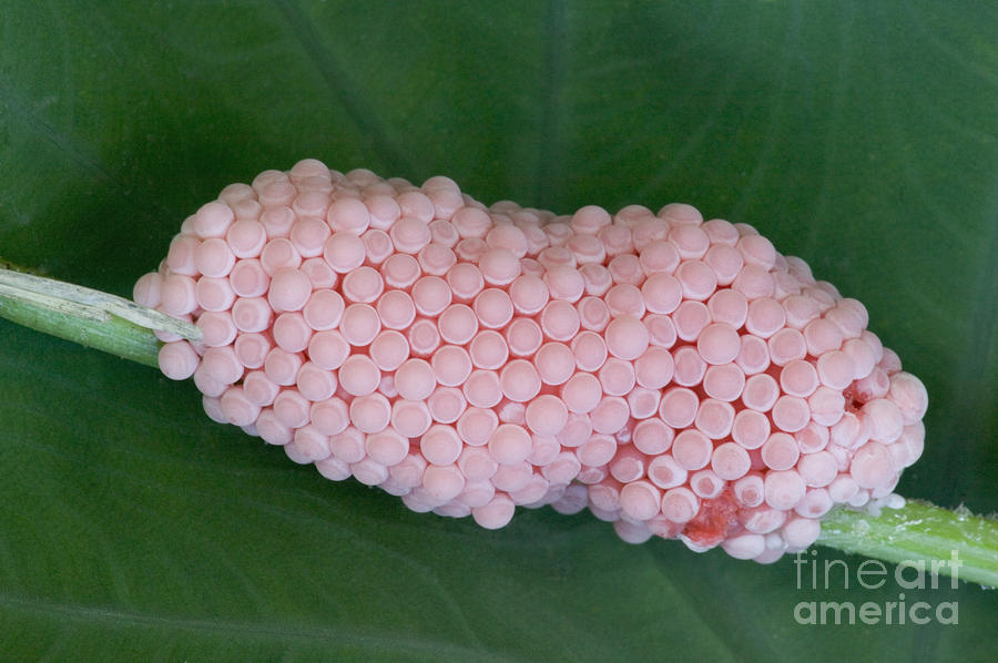 Eggs Of The Channeled Apple Snail #1 Photograph by Inga Spence