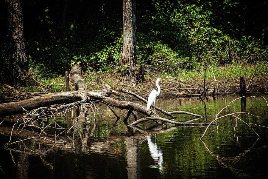 Egret 7 Photograph by Ayesha  Lakes