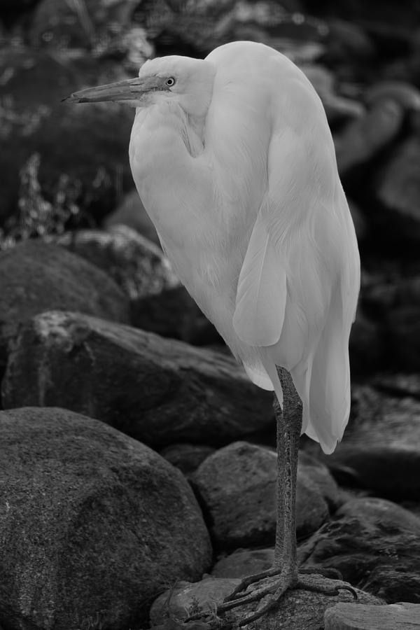 Egret  #1 Photograph by Brian Cross