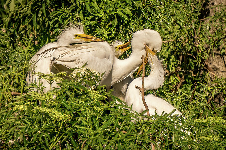Egret family #1 Photograph by Jane Luxton