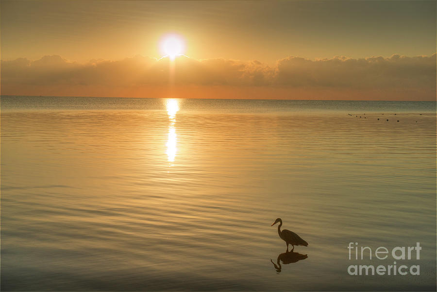 Egret hunts for food at Sunrise Photograph by David Zanzinger